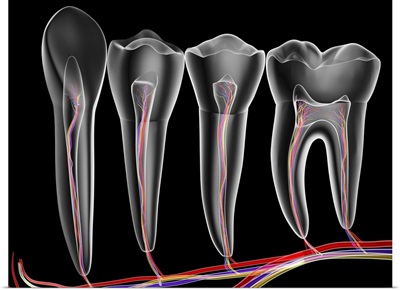 Teeth, cross section