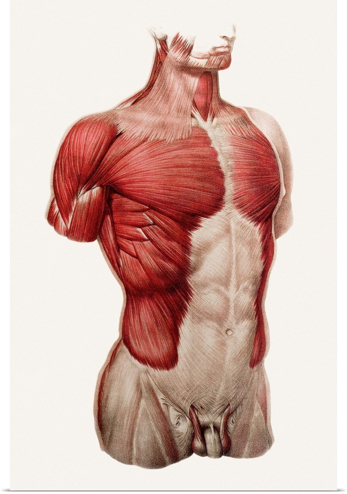 Superficial thoracic and abdominal muscles, historical anatomical artwork. This ventral (front) view of a male torso shows...