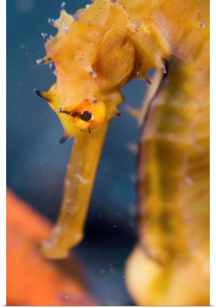 Thorny seahorse. Close-up of a thorny seahorse (Hippocampus histrix). This seahorse inhabits seagrass beds and coral reefs...