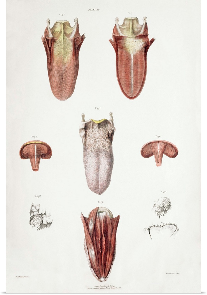 Tongue anatomy. Historical anatomical artwork of a human tongue. The main diagram (centre) shows the upper surface of the ...