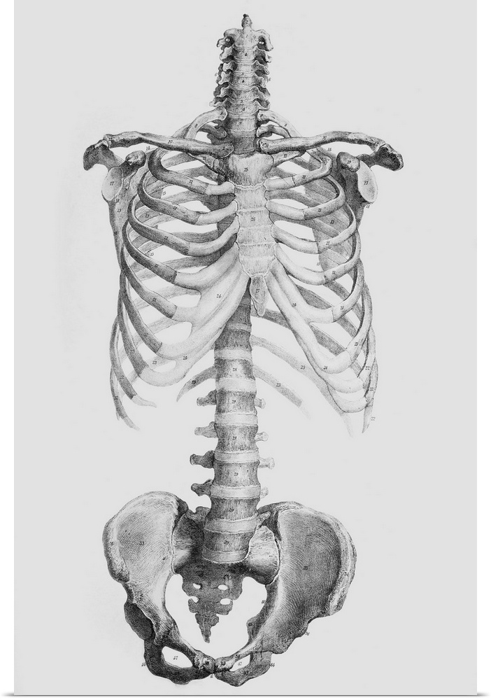 Torso bones. Historical anatomical artwork of the bones of the human torso, seen from the front. The backbone (vertical, c...