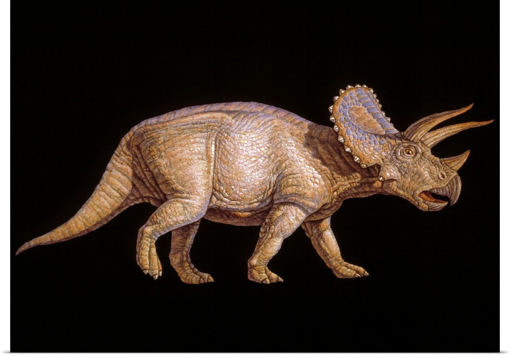 Triceratops dinosaur. Artwork of the herbivorous Triceratops dinosaur that lived from 72-65 million years ago, during the ...