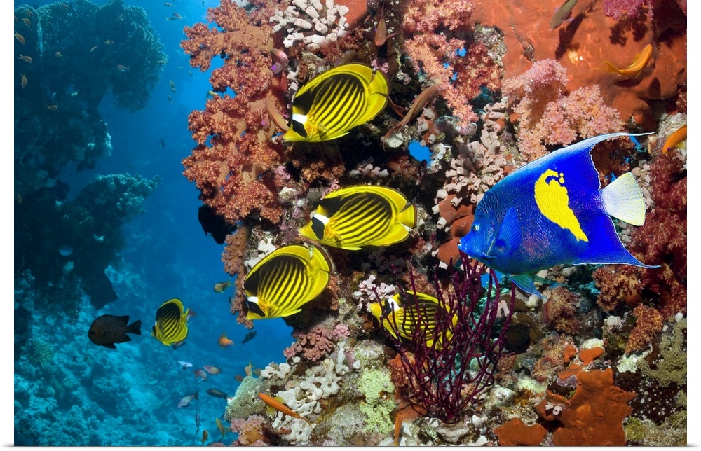 Tropical reef fish. Yellowbar angelfish (Pomacanthus maculosus, blue), Red Sea raccoon butterflyfish (Chaetodon fasciatus,...