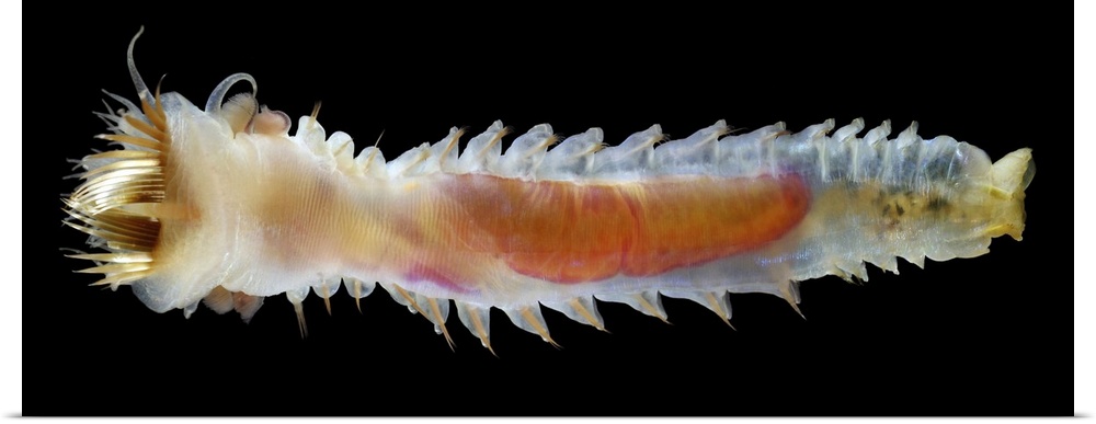 Trumpet worm. Upper side of the marine annelid worm Pectinaria koreni, a type of fanworm. Fanworms live in tubes built out...