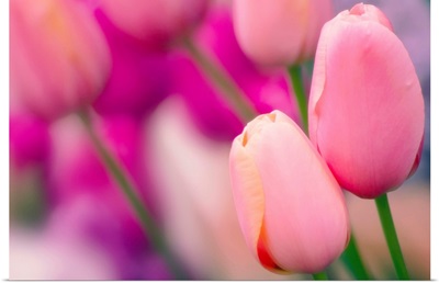 Tulip flowers (Tulipa 'Tenderness')