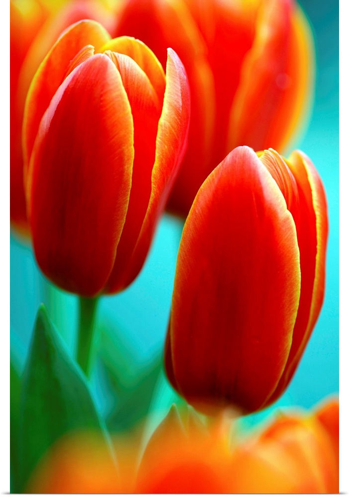 Darwin hybrid tulip flowers (Tulipa 'Apeldoorn Elite').