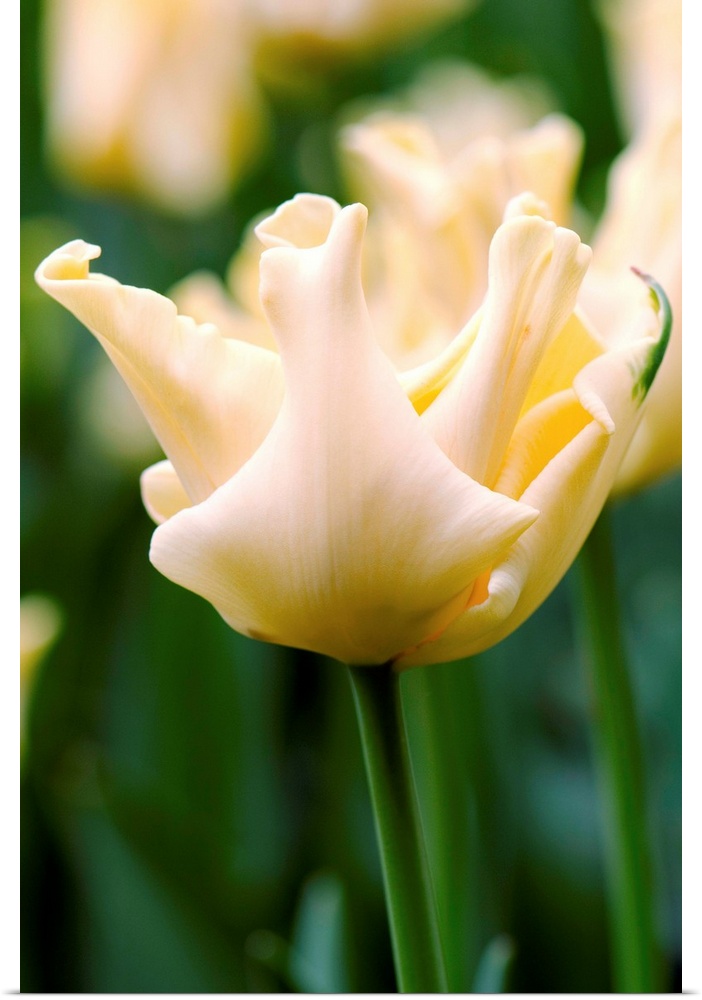 Tulip (Tulipa 'Yellow Crown') in flower in the spring.