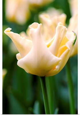 Tulip (Tulipa 'Yellow Crown')