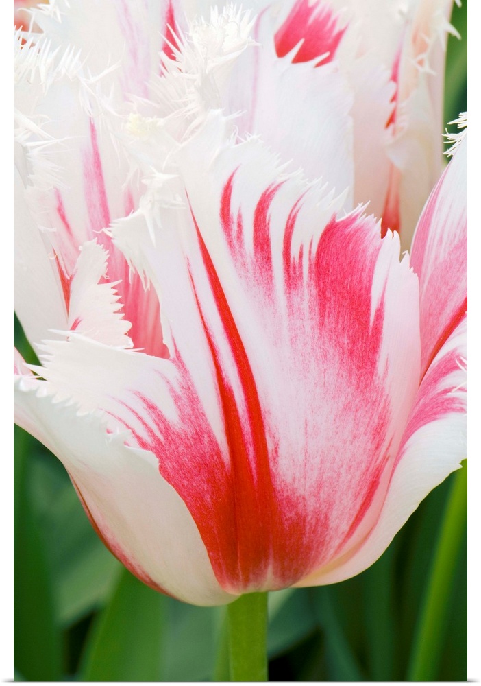 Tulipa Carousel with shaded petal