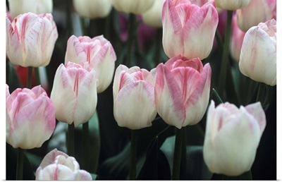 Tulipa 'Meissner Porzellan' flowers