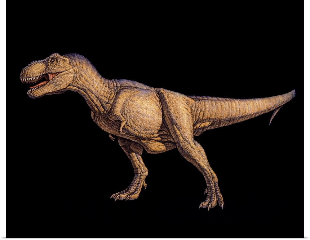 Tyrannosaurus rex, artwork. This dinosaur lived in North America and Asia from about 70 million years ago until the extinc...
