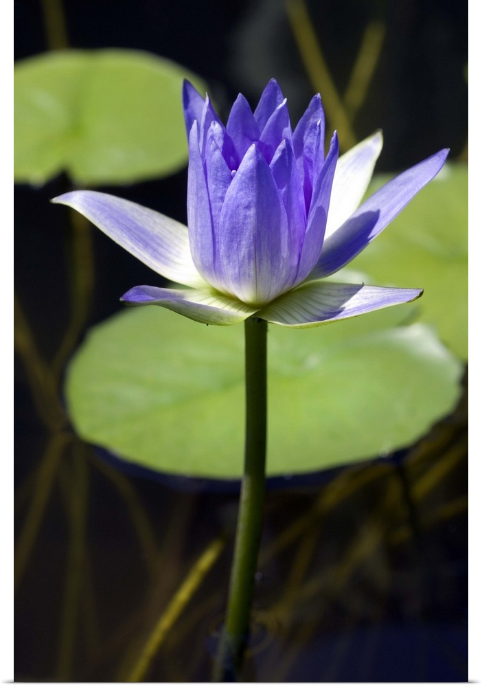 Water lily (Nymphaea sp.). Photographed on Nevis island, Caribbean.