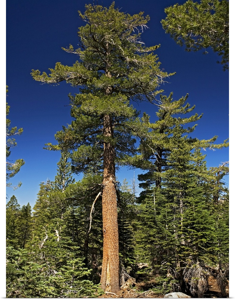 Western white pine tree (Pinus monticola). Photographed at around 3000 metres in the Sierra Nevada, California, USA, in July.