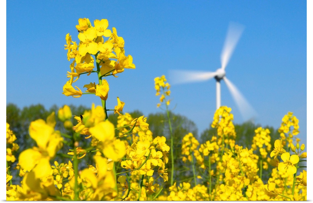 Wind turbine in a rape field. Wind power is a renewable and clean source of energy for electricity production. The wind tu...