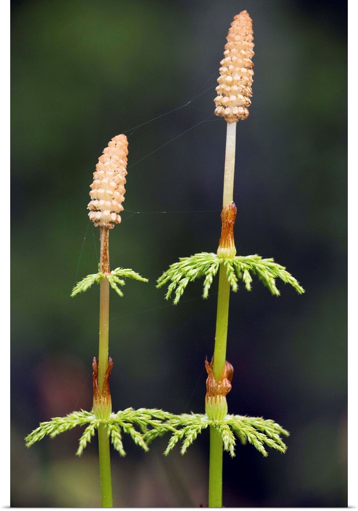 Wood horsetail (Equisetum sylvaticum). This plant grows in moist, cool woods and has many delicate branches that circle th...