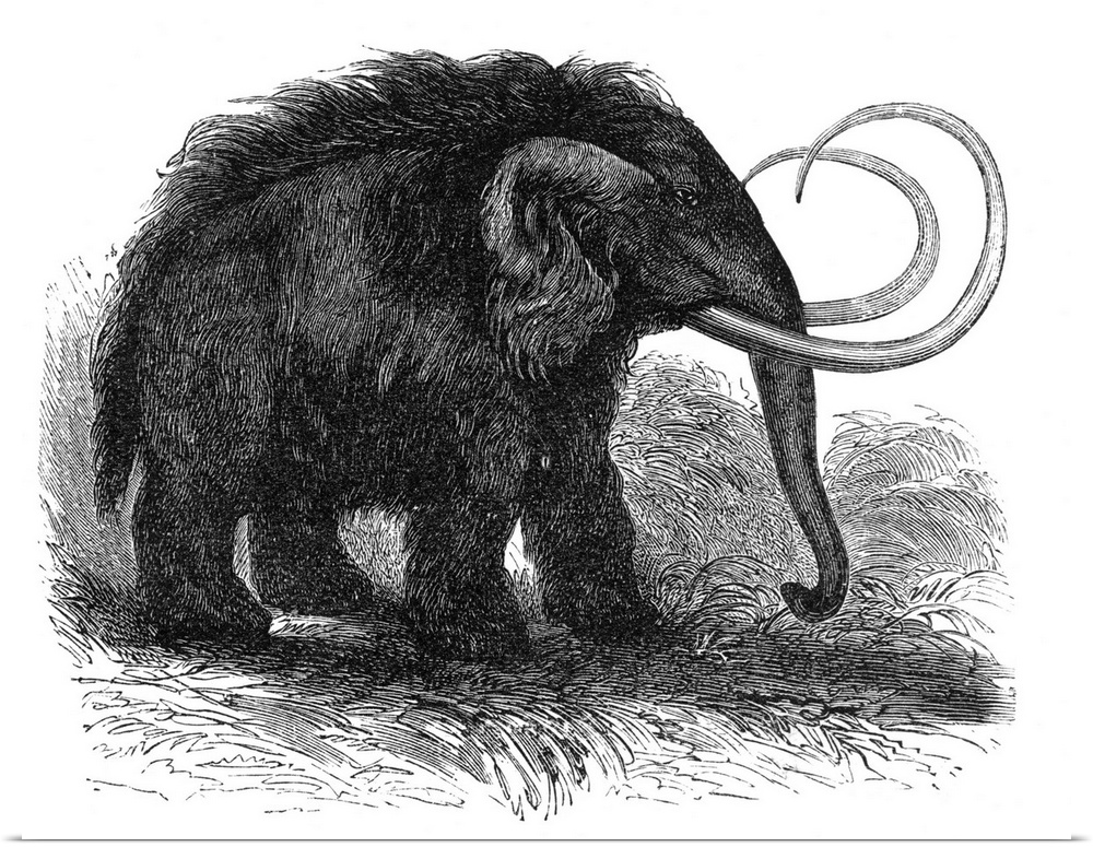 Woolly mammoth (Elephas primigenius), 19th century artwork. Artwork from the 1886 ninth edition of Moses and Geology (Samu...