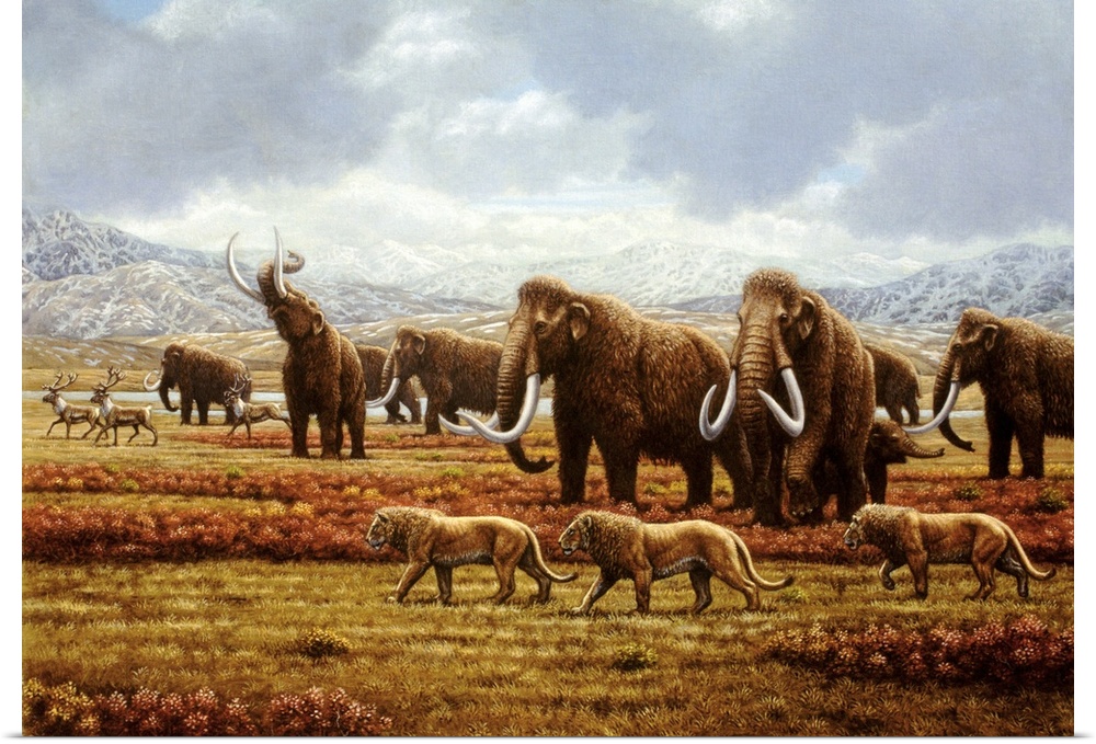 Woolly mammoths. Artist's impression of a herd of woolly mammoths (Mammuthus sp.) during the peak of the ice age, 70,000 t...