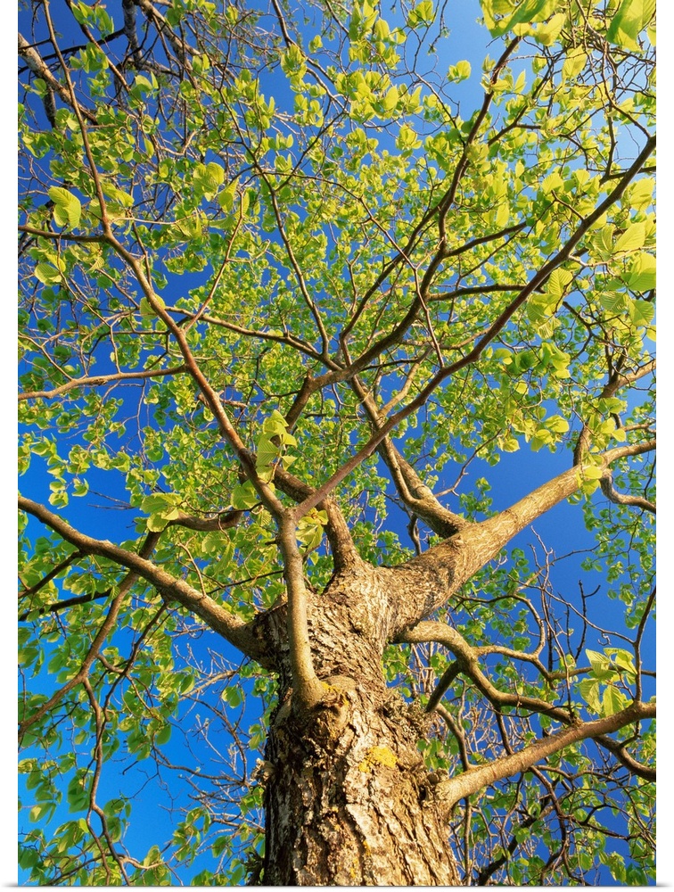 Wych elm tree (Ulmus glabra). Photographed in Ostergotland, Sweden.