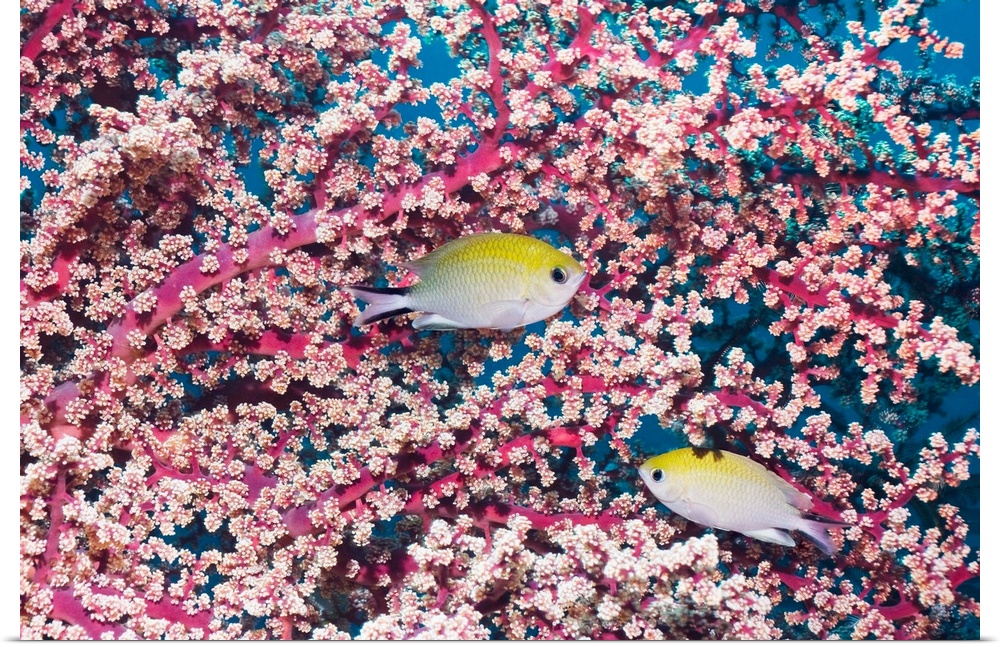 Yellow-axil chromis (Chromis xanthochira) fish amongst soft coral (Siphonogorgia sp.). Photographed in Rinca, Indonesia.