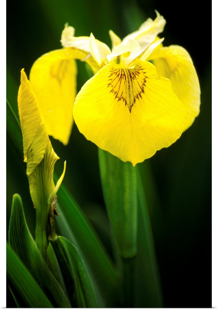 Yellow flag iris flowers (Iris pseudacorus).
