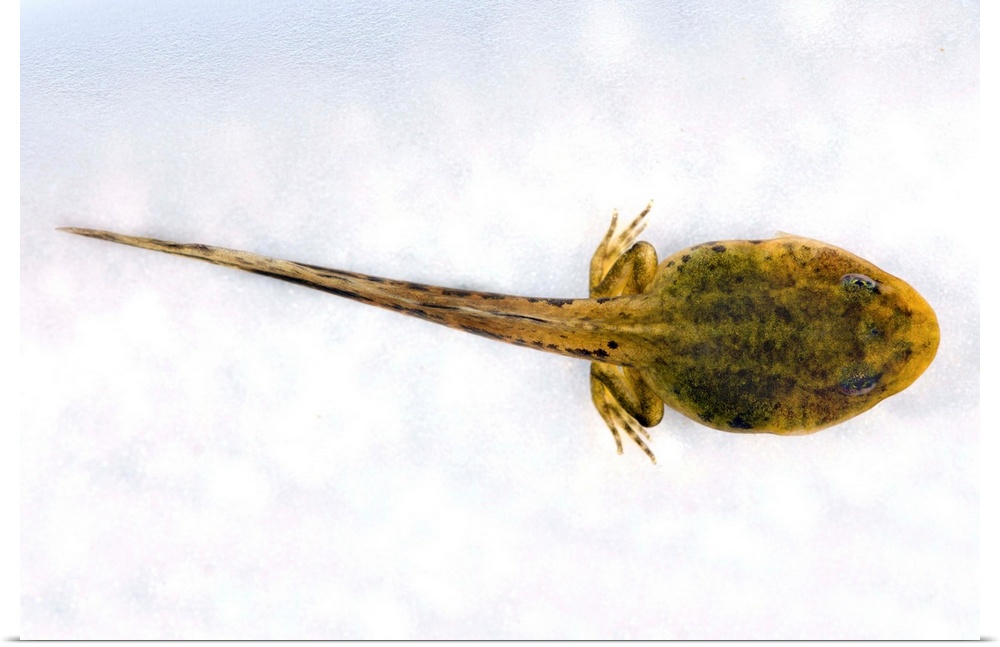 Young frog at 10 weeks. Tadpole of the common frog (Rana temporaria) in its two leg stage of development. The back legs ha...