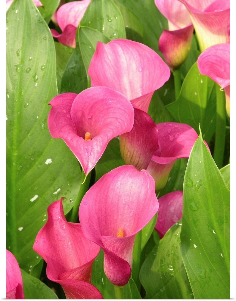 Calla lilies (Zantedeschia 'Captain Romance').