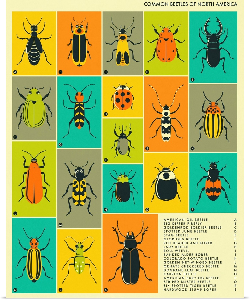 Illustrated diagram of common beetles in North America with labeling and a key in the bottom right corner.