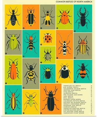 Common Beetles