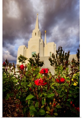 Brigham City Utah Temple Roses, Brigham City, Utah