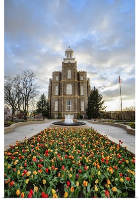 Logan Utah Temple, Tulips, Logan, Utah