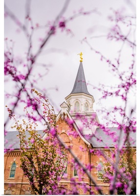 Provo City Center Temple, Purple Blossoms and Spire, Provo, Utah