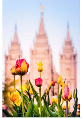 Salt Lake City, Tulips and the Temple, Utah
