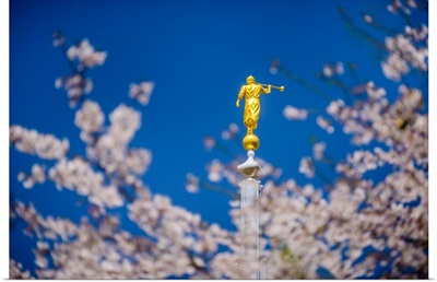 Tokyo Japan Temple, Blossoms and Moroni, Minato, Japan