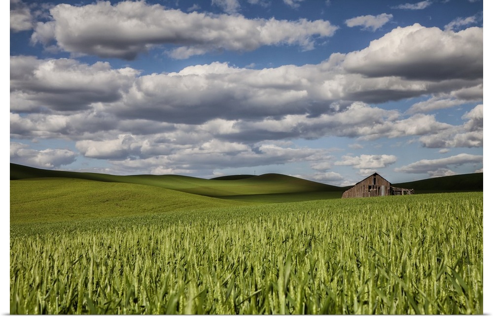 Abandoned old barn in the green wheat fields of the Palouse, Washington