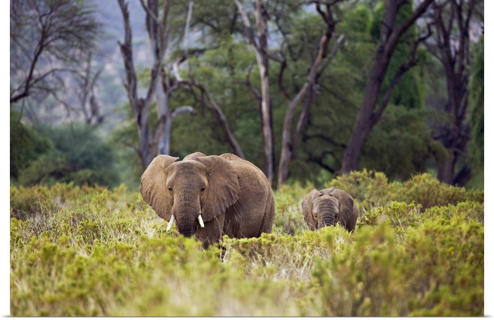 An elephant and its baby are photographed from a distance as they walk through tall brush.
