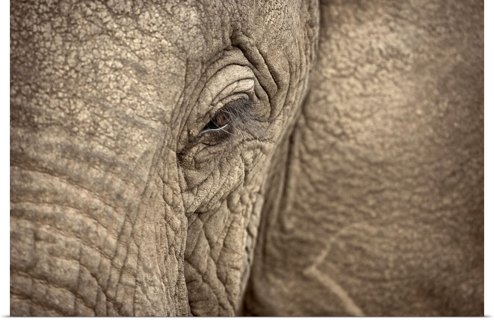 Giant photograph focuses on the left side of a heavy plant-eating mammal's roughly textured face.  Other features of this ...