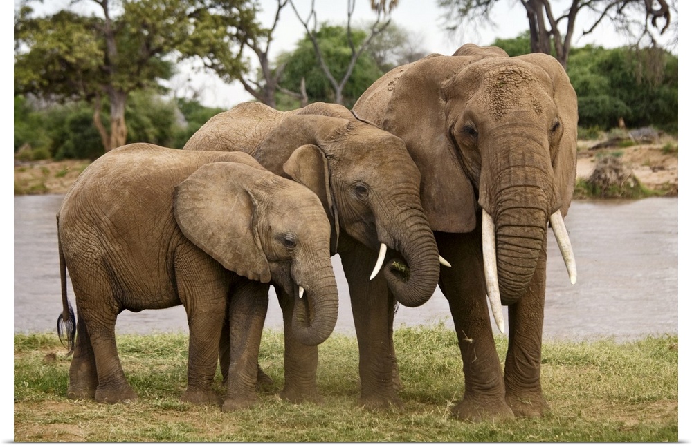 Wildlife photograph of three elephants standing close together on the African plains.