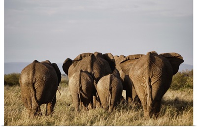 African Elephant Family