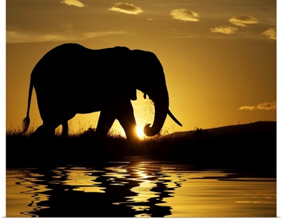 African elephant in silhouette at sunrise, Kenya, Africa