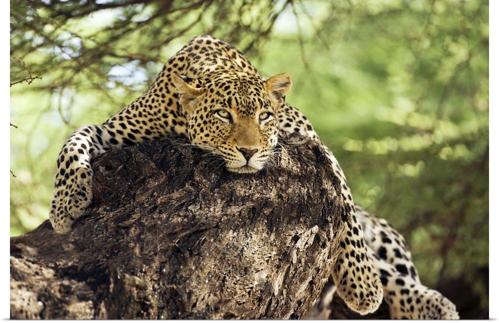 A large leopard rests on a rocky outcropping, with its paws dangling over the edge, staring intently into the distance.