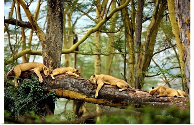 African Lion Cat Nap