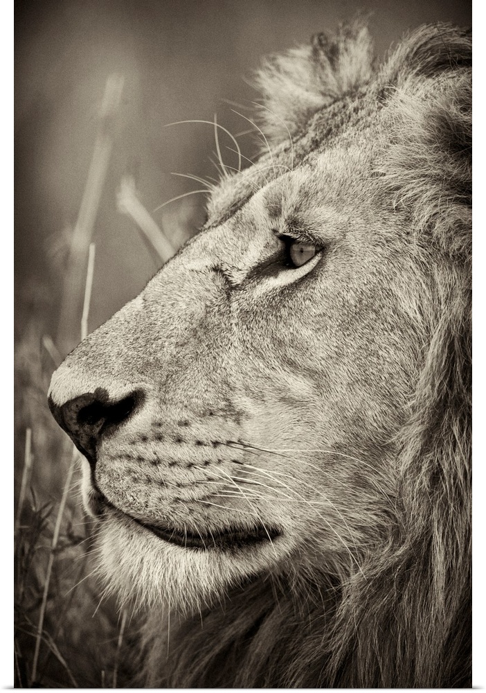 A large vertical black and white photograph of a proud adult male lion with a mane staring off into the distance.