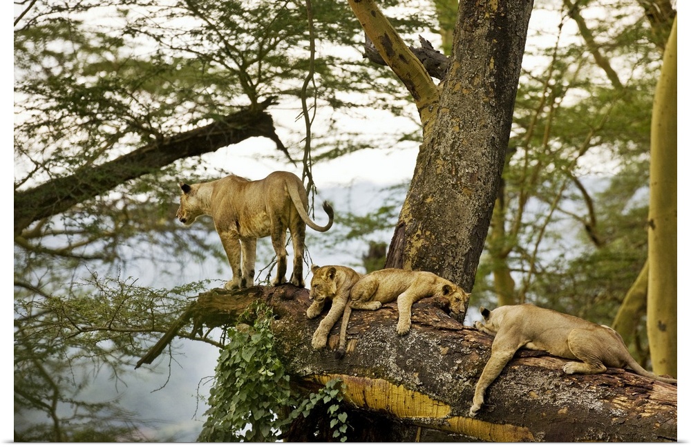 African Lions on a Limb