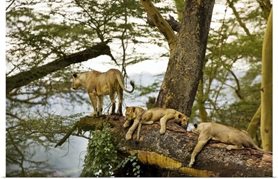 African Lions on a Limb