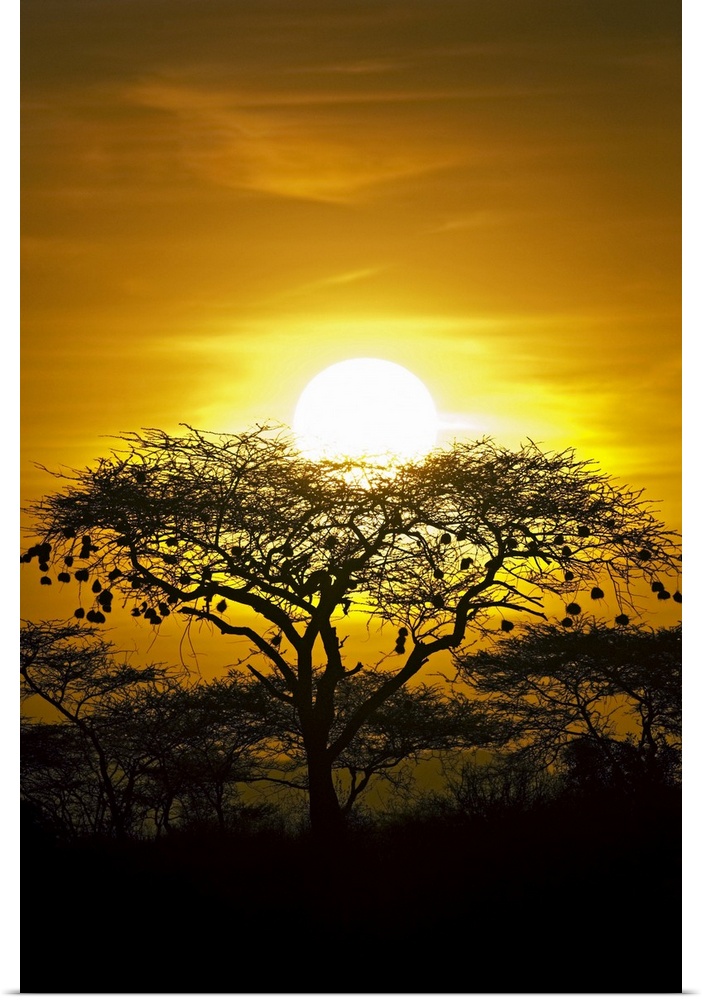 Portrait photograph on a big canvas of a bright, golden sunset in Africa. The sun sits directly behind and above a tree, s...