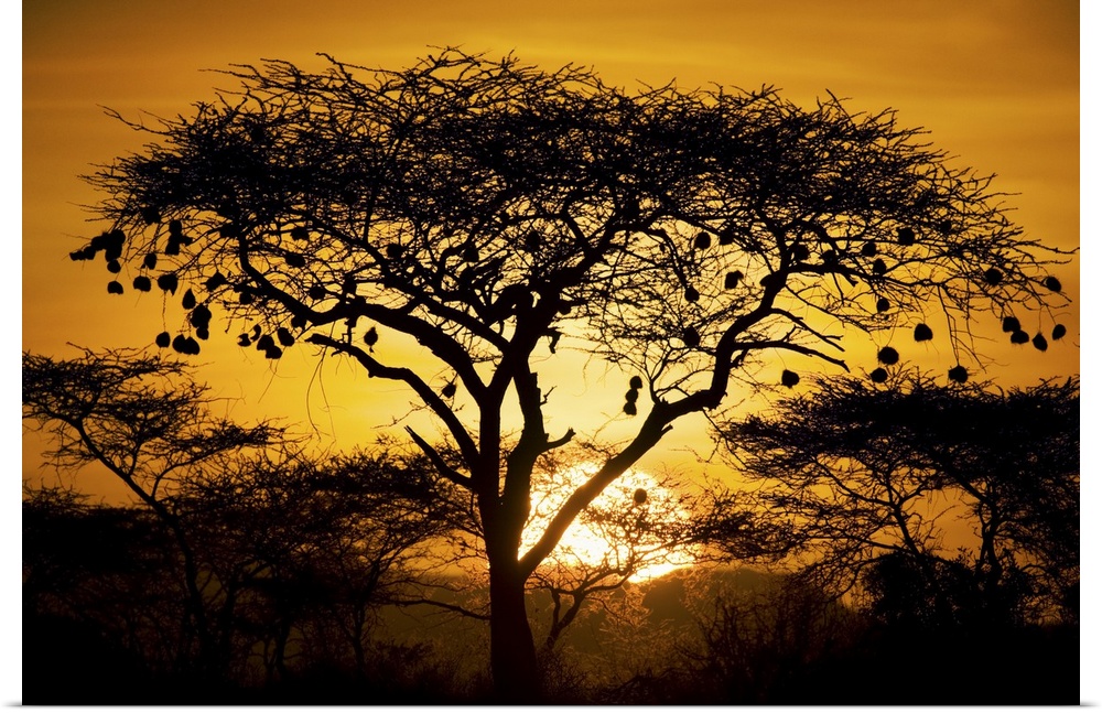 Large, landscape photograph of a tree and bushes of an African landscape, silhouetted by the setting sun in the background.