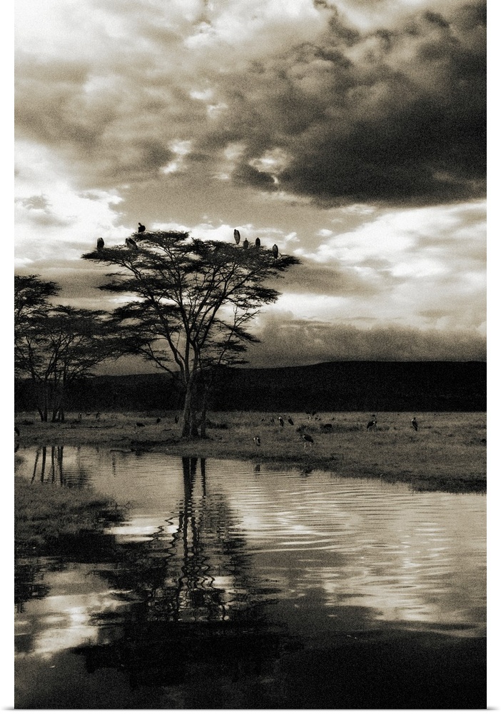 Large birds resting in the canopy of a tree in the savannah under dramatic clouds at dusk.