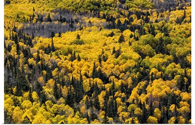 Aspen trees filled with color above Flagstaff, Arizona