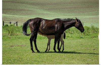 Baby foal nursing from its mother in the Palouse