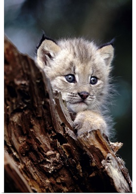 Baby Lynx in a tree